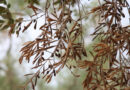 Xylella fastidiosa: dalla ricerca CREA nuove strategie per l’olivicoltura