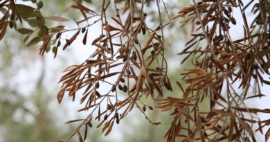 Xylella fastidiosa: dalla ricerca CREA nuove strategie per l’olivicoltura