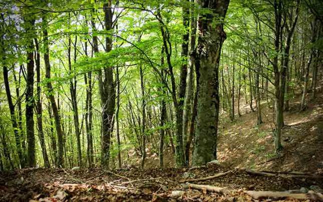 Particolare_della_foresta_di_faggi_-_Parco_Naturale_dei_Monti_Aurunci