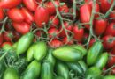 Pomodoro Torpedino: un gesto di solidarietà