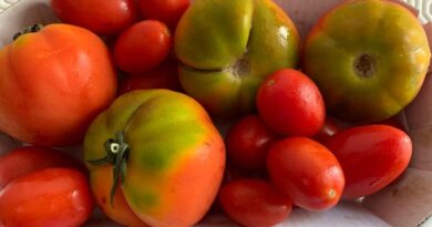 Pomodoro, un percorso dalle origini, alla produzione, all’uso in cucina.