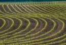 Una strategia per la transizione ecologica dei sistemi agroalimentari in Italia: una proposta