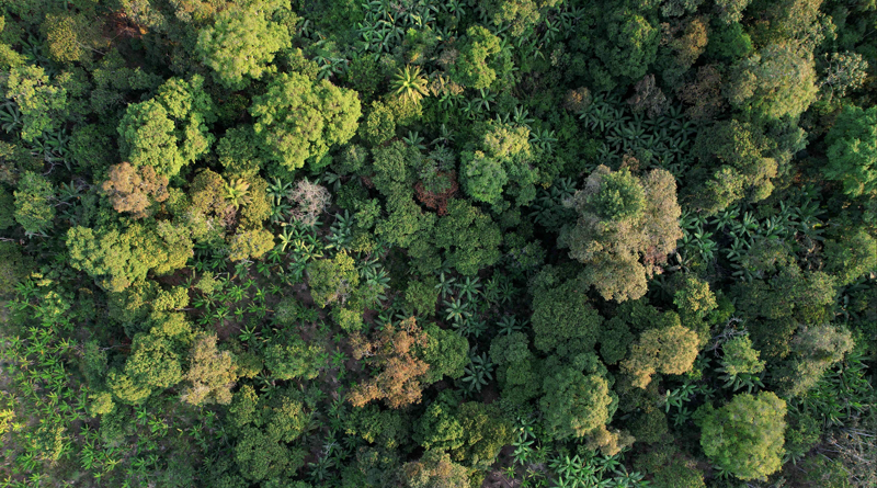 Il 21 novembre la Giornata Nazionale degli Alberi