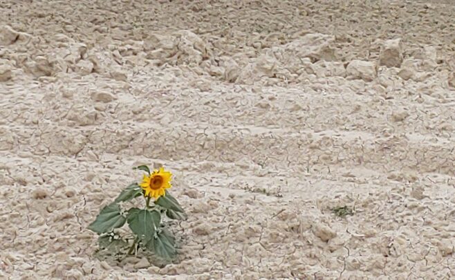 Immagine decorativa con terreno completamente arido, su cui cresce un unico girasole