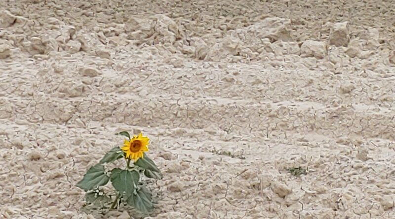 Immagine decorativa con terreno completamente arido, su cui cresce un unico girasole