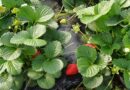 Dalla ricerca arrivano nuove e interessanti varietà di fragole