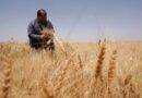 Raccolti mondiali da record, ma cresce l’allarme FAO