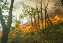 Giornata Mondiale della Natura: la tecnologia in prima linea contro gli incendi boschivi