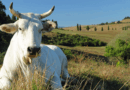 ARAT, più sostegni per le razze autoctone toscane