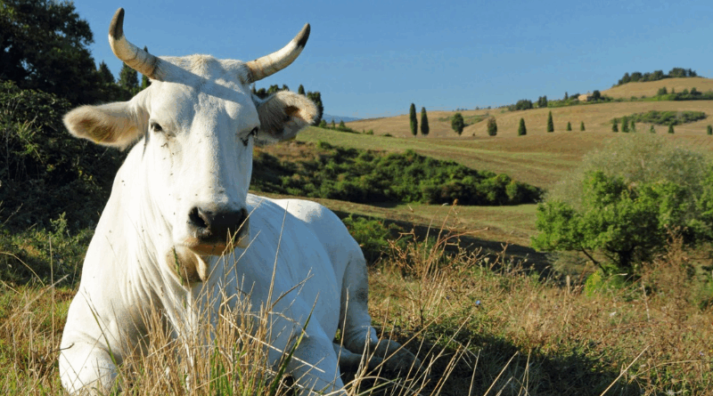 ARAT, più sostegni per le razze autoctone toscane