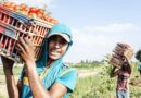 Giovani e agricoltura: la FAO lancia l’allarme e traccia la via per il futuro