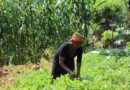Kenya, tornano fertili i suoli grazie al progetto BOOST