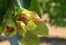 Nocciole 2025, Italia travolta dalla crisi produttiva