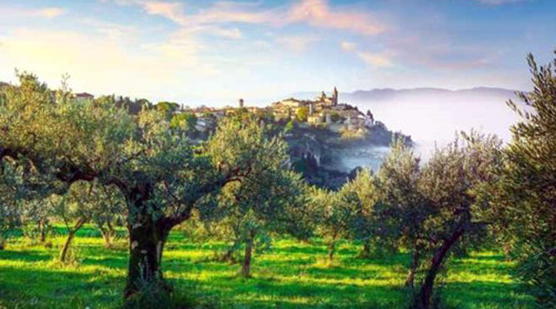 L’olivicoltura italiana tra sfide e opportunità