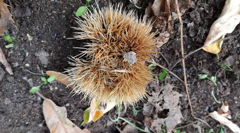 È sempre tempo di sagre, ma a novembre, nel Lazio…