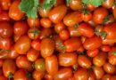 Agropop, giovani radici nell’agricoltura pontina