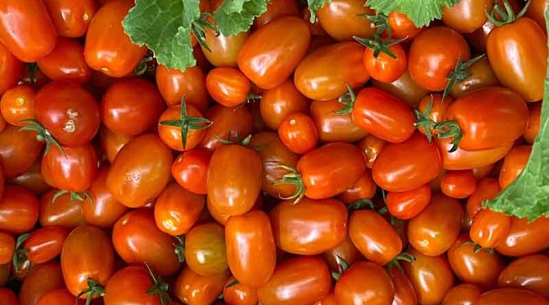 Agropop, giovani radici nell’agricoltura pontina