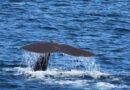 Le “Navi Gialle” come sentinelle del Santuario Pelagos
