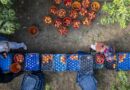 Agricoltura e ambiente: quattro modelli che funzionano