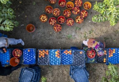 Agricoltura e ambiente: quattro modelli che funzionano