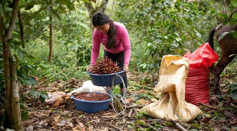 Il caffè ha la sua Giornata internazionale: la prima volta dell’ONU
