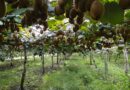 Pere e kiwi, sbloccati 11 milioni di euro per le imprese