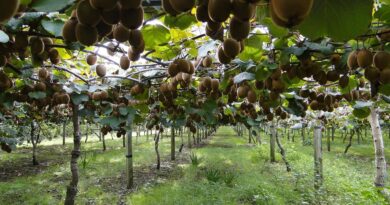 Pere e kiwi, sbloccati 11 milioni di euro per le imprese