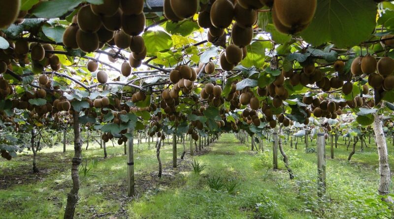 Pere e kiwi, sbloccati 11 milioni di euro per le imprese