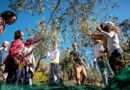 Frantoi Aperti, l’Umbria celebra l’olio nuovo