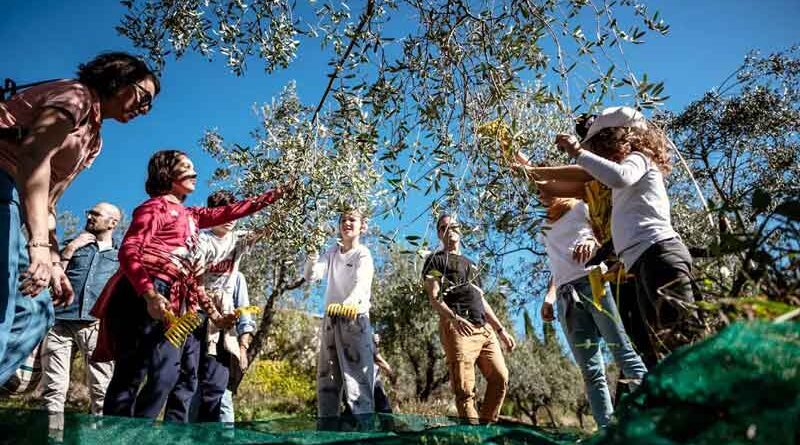 Frantoi Aperti, l’Umbria celebra l’olio nuovo