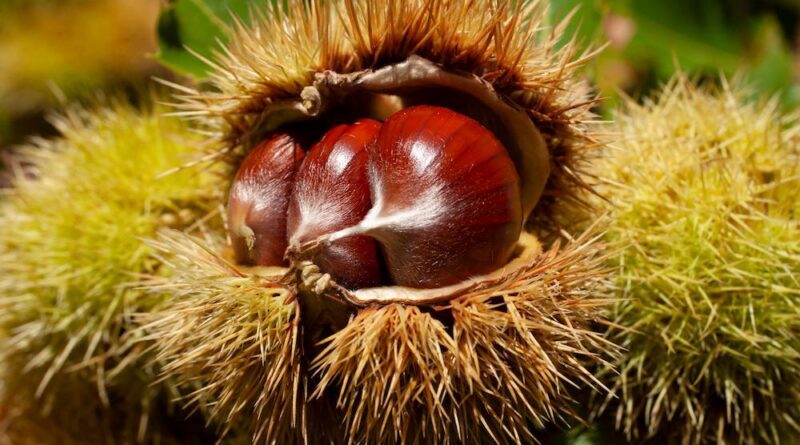Dalla Tuscia ai Monti Lepini, il Lazio celebra le castagne