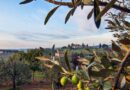 Olio dei Colli di Bologna, arriva il riconoscimento IGP