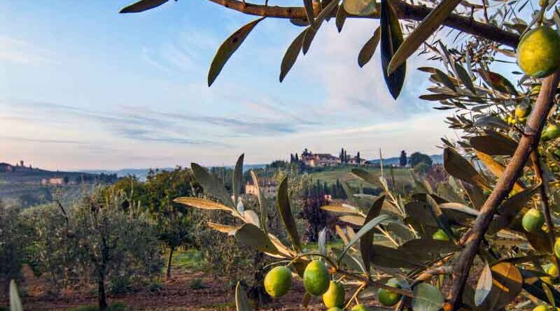 Olio dei Colli di Bologna, arriva il riconoscimento IGP